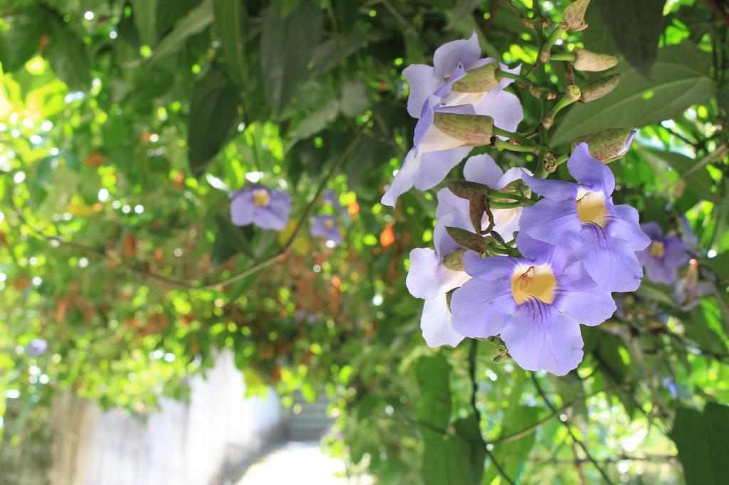 กรีน อาร์ค รีสอร์ต Bed & Breakfast เทกคาดี ภายนอก รูปภาพ