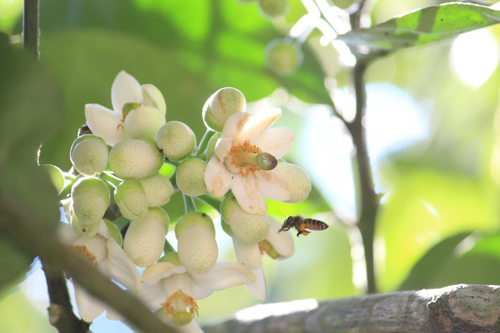 กรีน อาร์ค รีสอร์ต Bed & Breakfast เทกคาดี ภายนอก รูปภาพ