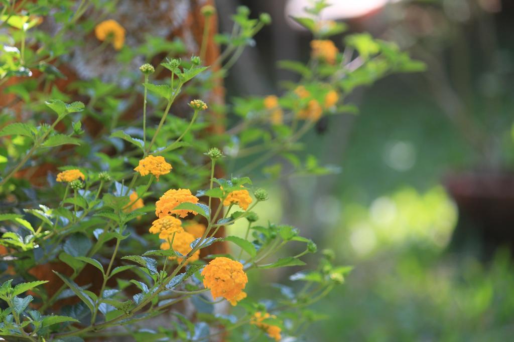 กรีน อาร์ค รีสอร์ต Bed & Breakfast เทกคาดี ภายนอก รูปภาพ